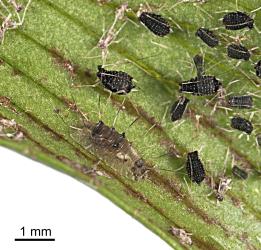 Fly (Diptera) larva, a possible predator of black fern aphid, Idiopterus nephrelepidis (Hemiptera: Aphididae). Creator: Tim Holmes. © Plant & Food Research. [Image: 15JH]