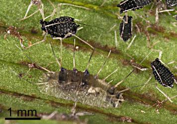 Fly (Diptera) larva, a possible predator of black fern aphid, Idiopterus nephrelepidis (Hemiptera: Aphididae). Creator: Tim Holmes. © Plant & Food Research. [Image: 15JI]