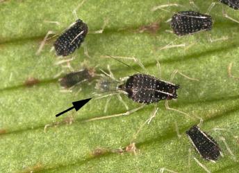 Wingless female black fern aphid Idiopterus nephrelepidis Davis, 1909 (Hemiptera: Aphididae), giving birth to first instar (stage) nymph (arrow) and small black nymphs. Creator: Tim Holmes. © Plant & Food Research. [Image: 15JJ]
