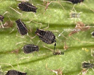 Nymphs and a wingless female black fern aphid Idiopterus nephrelepidis Davis, 1909 (Hemiptera: Aphididae); the arrows point to one of the two cornicles and the cauda. Creator: Tim Holmes. © Plant & Food Research. [Image: 15JL]
