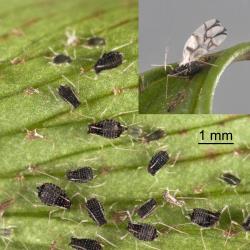 Nymphs and wingless black fern aphid Idiopterus nephrelepidis Davis, 1909 (Hemiptera: Aphididae), with insert of winged female. Creator: Tim Holmes. © Plant & Food Research. [Image: 15JM]