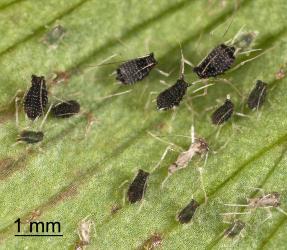Nymphs and moulted skins of black fern aphid Idiopterus nephrelepidis Davis, 1909 (Hemiptera: Aphididae). Creator: Tim Holmes. © Plant & Food Research. [Image: 15JN]