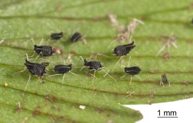 Nymphs and moulted skins of black fern aphid Idiopterus nephrelepidis Davis, 1909 (Hemiptera: Aphididae). Creator: Tim Holmes. © Plant & Food Research. [Image: 15JP]