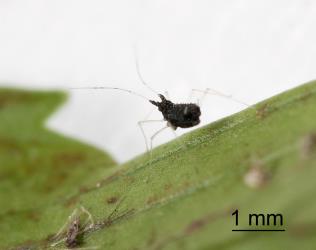 Wingless female black fern aphid Idiopterus nephrelepidis Davis, 1909 (Hemiptera: Aphididae),  showing the black basal segments of the antennae. Creator: Tim Holmes. © Plant & Food Research. [Image: 15JQ]