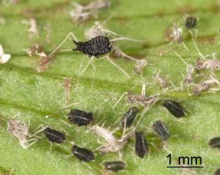 Nymphs and a wingless female black fern aphid Idiopterus nephrelepidis Davis, 1909 (Hemiptera: Aphididae). Creator: Tim Holmes. © Plant & Food Research. [Image: 15JR]