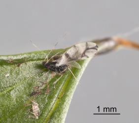A damaged winged female black fern aphid Idiopterus nephrelepidis Davis, 1909 (Hemiptera: Aphididae), showing the small hind wing and forewing. Creator: Tim Holmes. © Plant & Food Research. [Image: 15JW]