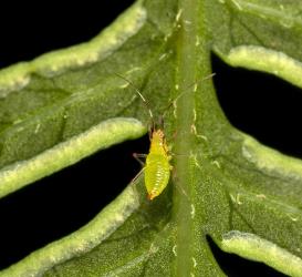 Nymph of the fern mirid, Felisacus elegantulus (Hemiptera: Miridae) on the underside of Shaking brake, Pteris tremula (Pteridaceae). Creator: Tim Holmes. © Plant & Food Research. [Image: 15K2]