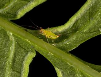 A nymph of the fern mirid, Felisacus elegantulus (Hemiptera: Miridae) on the underside of Shaking brake, Pteris tremula (Pteridaceae). Creator: Tim Holmes. © Plant & Food Research. [Image: 15K5]