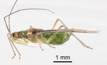 Side view of an adult female fern mirid, Felisacus elegantulus (Hemiptera: Miridae), note the rostrum extending backwards and the bulky abdomen, sloping upwards at the rear. Creator: Tim Holmes. © Plant & Food Research. [Image: 15KB]