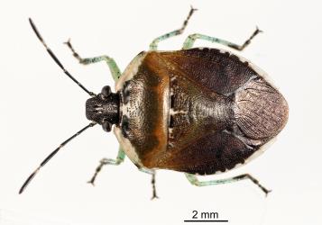 Adult pittosporum shield bug, Monteithiella humeralis (Hemiptera: Pentatomidae). Creator: Tim Holmes. © Plant & Food Research. [Image: 15KF]