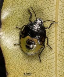 Fifth instar nymph of Australasian green shield bug, Glaucias amyoti (Hemiptera: Pentatomidae) on the underside of a leaf of Pittosporum eugenoides  (Pittosporaceae). Creator: Tim Holmes. © Plant & Food Research. [Image: 15KV]
