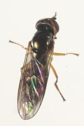 Top, dorsal, side of adult small hoverfly, Melanostoma fasciatum (Diptera: Syrphidae) cleaning its eye with its foreleg. Creator: Tim Holmes. © Plant & Food Research. [Image: 15MU]