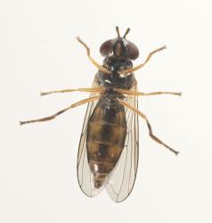 Underside of adult small hoverfly, Melanostoma fasciatum (Diptera: Syrphidae). Creator: Tim Holmes. © Plant & Food Research. [Image: 15MV]