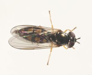 Top, dorsal, side of adult small hoverfly, Melanostoma fasciatum (Diptera: Syrphidae). Creator: Tim Holmes. © Plant & Food Research. [Image: 15MW]