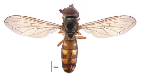 Pinned specimen of adult small hoverfly, Melanostoma fasciatum (Diptera: Syrphidae) collected by J Armstrong in 1960 from Taupo, note the large yellow patches on the abdomen are obvious even though the colours have faded. Creator: Birgit E Rhode. © Landcare Research. [Image: 15MX]