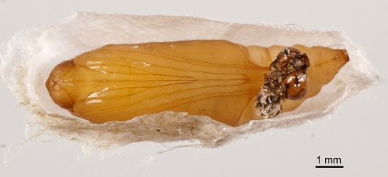 Cocoon cut open to expose pupa of Leucinodes cordalis (Lepidoptera: Crambidae); note the moulted skin of the larva. Creator: Tim Holmes. © Plant & Food Research. [Image: 15UQ]