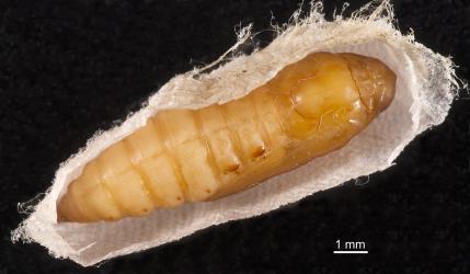 Cocoon cut open to expose pupa of Leucinodes cordalis (Lepidoptera: Crambidae); note the moulted skin of the larva. Creator: Tim Holmes. © Plant & Food Research. [Image: 15UR]