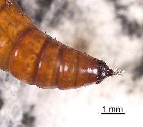 Pupa of the hook-tip fern looper, Sarisa muriferata, (Lepidoptera: Geometridae), showing the hooks at its rear (narrow) end that catch on silk cocoon during adult moth emergence. Creator: Tim Holmes. © Plant & Food Research. [Image: 15UW]