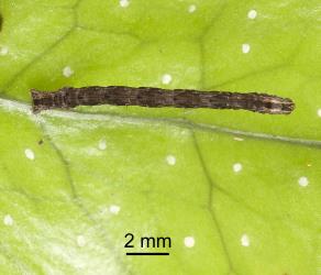 Caterpillar of the hook-tip fern looper, Sarisa muriferata, (Lepidoptera: Geometridae), on a frond of hounds tongue fern, Microsorum pustulatum. Creator: Tim Holmes. © Plant & Food Research. [Image: 15V0]