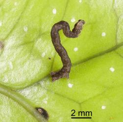 Caterpillar of the hook-tip fern looper, Sarisa muriferata, (Lepidoptera: Geometridae), on a frond of hounds tongue fern, Microsorum pustulatum. © Plant & Food Research. [Image: 15V4]