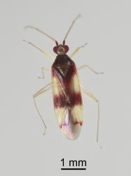 Adult male red-cross mirid, Zanchius rubicrux (Hemiptera: Miridae). Creator: Minna Personen. © Plant & Food Research. [Image: 15VH]