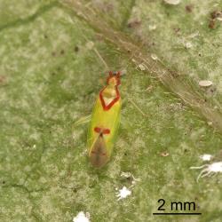 Adult female red-cross mirid, Zanchius rubicrux (Hemiptera: Miridae). Creator: Minna Personen. © Plant & Food Research. [Image: 15VI]