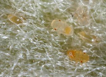 First instar nymphs and orange eggs of pittosporum psyllid, Trioza vitreoradiata (Hemiptera: Triozidae), on young hairy leaves of Pittosporum crassifolium. Creator: Tim Holmes. © Plant & Food Research. [Image: 15VL]
