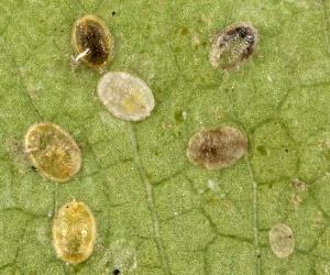 Puparia of whitefly on underside of leaf of Pittosporum eugenioides (lemonwood). Creator: Tim Holmes. © Plant & Food Research. [Image: 15VN]