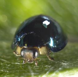 Front of an adult male steelblue ladybird, Halmus chalybeus (Coleoptera: Coccinellidae), showing the yellowish brown head and front corners of the prothorax. © Plant & Food Research. [Image: 15VU]