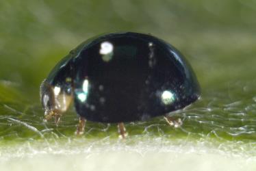 Side view of adult male steelblue ladybird, Halmus chalybeus (Coleoptera: Coccinellidae), note the pale front corner of the prothorax. © Plant & Food Research. [Image: 15VV]