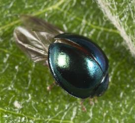 Adult steelblue ladybird, Halmus chalybeus (Coleoptera: Coccinellidae), folding its wings under the elytra, wing covers. Creator: Tim Holmes. © Plant & Food Research. [Image: 15VX]