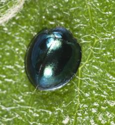 Adult steelblue ladybird, Halmus chalybeus (Coleoptera: Coccinellidae), about 4 mm long. Creator: Tim Holmes. © Plant & Food Research. [Image: 15VY]