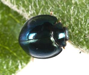 Adult steelblue ladybird, Halmus chalybeus (Coleoptera: Coccinellidae), about 4 mm long. Creator: Tim Holmes. © Plant & Food Research. [Image: 15VZ]