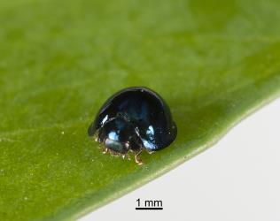 Front of an adult female steelblue ladybird, Halmus chalybeus (Coleoptera: Coccinellidae), showing the dark coloured head and front corners of the prothorax. Creator: Tim Holmes. © Plant & Food Research. [Image: 15WB]