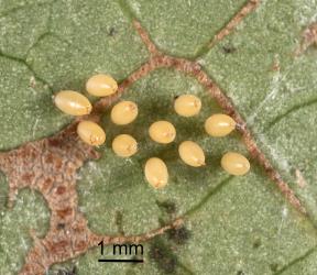 Eggs of steelblue ladybird, Halmus chalybeus (Coleoptera: Coccinellidae) with structures on top. Creator: Tim Holmes. © Plant & Food Research. [Image: 15WD]