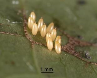 Side view of eggs of steelblue ladybird, Halmus chalybeus (Coleoptera: Coccinellidae) with structures on top. Creator: Tim Holmes. © Plant & Food Research. [Image: 15WE]