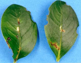 Leaf mines of the karamu shoot borer, Tanaoctena dubia (Lepidoptera: Yponomeutidae), in leaves of Coprosma robusta (Rubiaceae). Creator: Nicholas A. Martin. © Plant & Food Research. [Image: 15WH]