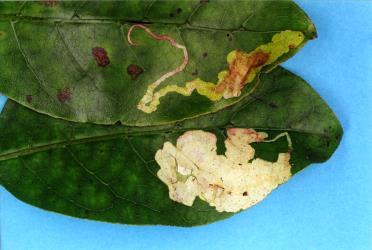 Leaf mines of the karamu leafminer, ‘Acrocercops’ zorionella, (Lepidoptera: Gracillariidae), in Coprosma grandifolia (Rubiaceae). Creator: Nicholas A. Martin. © Plant & Food Research. [Image: 15WN]