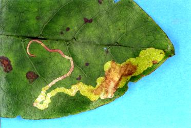 Leaf mine of the karamu leafminer, ‘Acrocercops’ zorionella, (Lepidoptera: Gracillariidae), in Coprosma grandifolia (Rubiaceae). Creator: Nicholas A. Martin. © Plant & Food Research. [Image: 15WP]