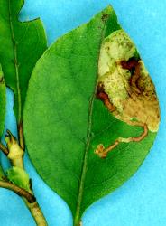 Leaf mine of the karamu leafminer, ‘Acrocercops’ zorionella, (Lepidoptera: Gracillariidae), in Coprosma tenuifolia (Rubiaceae). Creator: Nicholas A. Martin. © Plant & Food Research. [Image: 15WR]