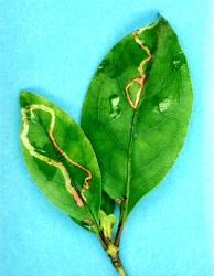 Leaf mine of the karamu leafminer, ‘Acrocercops’ zorionella, (Lepidoptera: Gracillariidae), in Coprosma tenuifolia (Rubiaceae). Creator: Nicholas A. Martin. © Plant & Food Research. [Image: 15WS]