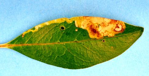 Leaf mine of the karamu leafminer, ‘Acrocercops’ zorionella, (Lepidoptera: Gracillariidae), in leaf of Coprosma robusta (Rubiaceae). Creator: Nicholas A. Martin. © Plant & Food Research. [Image: 15WU]