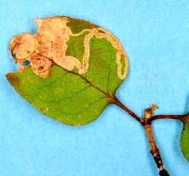 Leaf mine of the karamu leafminer, ‘Acrocercops’ zorionella, (Lepidoptera: Gracillariidae), in Coprosma rotundifolia (Rubiaceae). Creator: Nicholas A. Martin. © Plant & Food Research. [Image: 15WW]