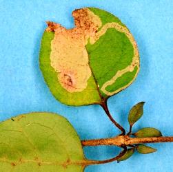 Leaf mine of the karamu leafminer, ‘Acrocercops’ zorionella, (Lepidoptera: Gracillariidae), in Coprosma rotundifolia (Rubiaceae). Creator: Nicholas A. Martin. © Plant & Food Research. [Image: 15WX]