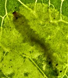 Karamu leafminer, ‘Acrocercops’ zorionella, (Lepidoptera: Gracillariidae), larva feeding in a leaf of Coprosma robusta (Rubiaceae), note the jaws biting the internal tissue of the leaf. Creator: Tim Holmes. © Plant & Food Research. [Image: 15WY]