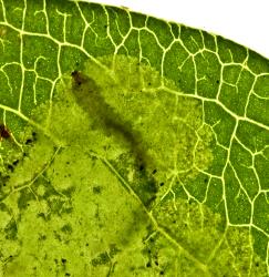 Karamu leafminer, ‘Acrocercops’ zorionella, (Lepidoptera: Gracillariidae), larva feeding in a leaf of Coprosma robusta (Rubiaceae). Creator: Tim Holmes. © Plant & Food Research. [Image: 15WZ]