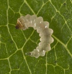 Karamu leafminer, ‘Acrocercops’ zorionella, (Lepidoptera: Gracillariidae), larva removed from its mine in a leaf of Coprosma robusta (Rubiaceae). Creator: Tim Holmes. © Plant & Food Research. [Image: 15X1]