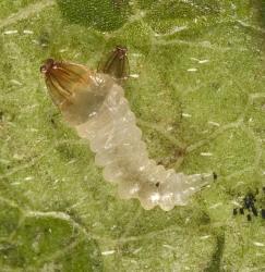 Karamu leafminer, ‘Acrocercops’ zorionella, (Lepidoptera: Gracillariidae), larva exposed by removing part of the top of the leaf mine in a leaf of Coprosma robusta (Rubiaceae), the larva appears to have just moulted, the old head capsule is visible. Creator: Tim Holmes. © Plant & Food Research. [Image: 15X4]