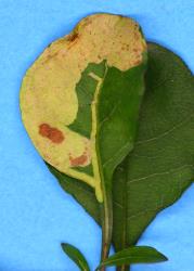 Leaf mine of the karamu leafminer, ‘Acrocercops’ zorionella, (Lepidoptera: Gracillariidae), in Coprosma arborea (Rubiaceae). Creator: Nicholas A. Martin. © Plant & Food Research. [Image: 15XG]
