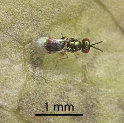 Adult parasitoid (Hymenoptera) of karamu leafminer, ‘Acrocercops’ zorionella, (Lepidoptera: Gracillariidae), top side of wasp that has several larvae in caterpillar. Creator: Tim Holmes. © Plant & Food Research. [Image: 15XN]